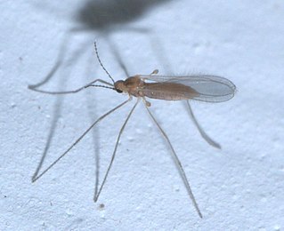 <i>Isocolpodia</i> Genus of flies
