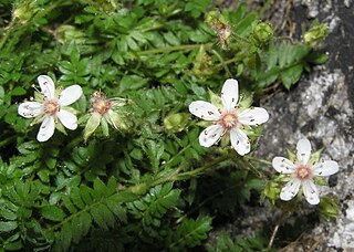 <i>Potentilla callida</i> Species of flowering plant