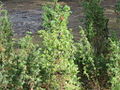 Paprastasis kadagys (Juniperus communis)