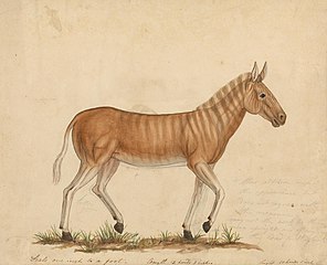 Quagga Zebra