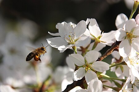 Tập tin:Japanese cherry tree blossom.jpg