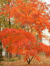 Japanese maple.jpg