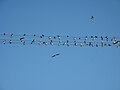 Čeština: Jiřička obecná (Delichon urbica) v letu ve Vojníkově. Okres Písek, Česká republika. English: Common House Martin (Delichon urbica) flying in Vojníkov village, Písek District, Czech Republic.