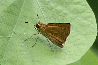 <i>Nastra julia</i> Species of butterfly