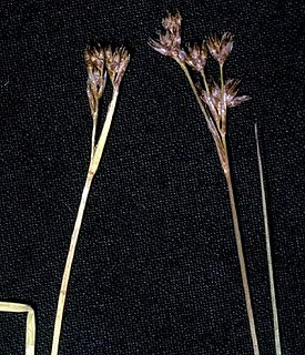 <i>Juncus nevadensis</i> Species of grass