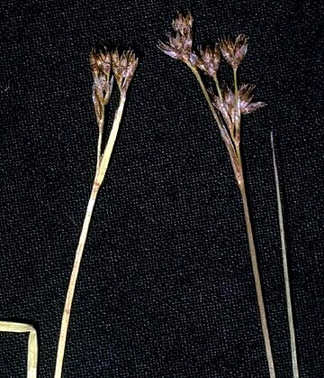 Juncus nevadensis