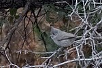 Thumbnail for File:Juniper Titmouse Silver Creek Portal AZ 2018-01-09 10-46-51-2 (27826908519).jpg