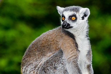 Lemur catta heads (Zoo Münster)