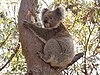 Koala_clinging_onto_a_Eucalyptus_tree.jpg