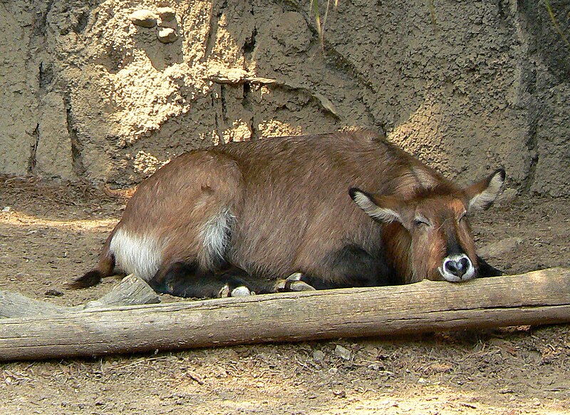 File:Kobus ellipsiprymnus sleeping.jpg