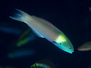 <i>Thalassoma amblycephalum</i> Species of fish