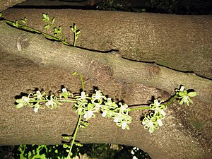 Dysoxylum Spectabile