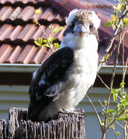 Kookaburra