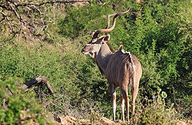 Großer Kudu, Männchen