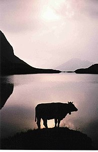 Une vache sur les bords du Rappensee en 1977