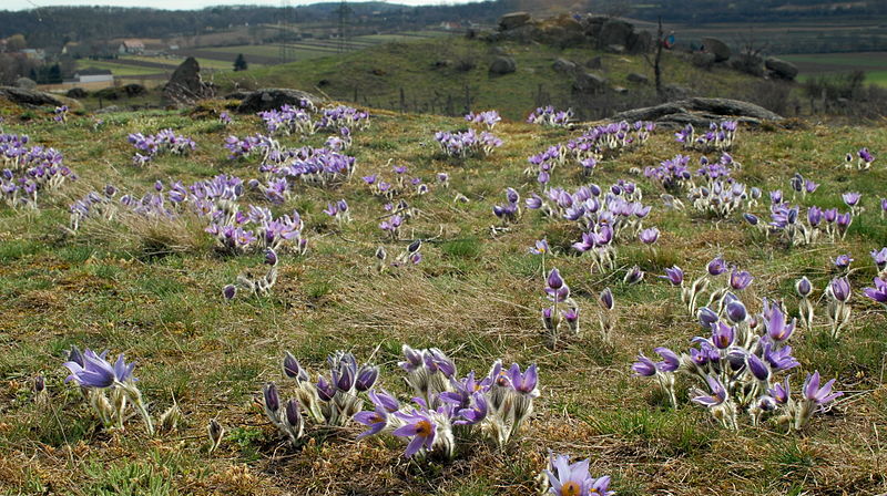 File:Kuhschellenblüte.JPG