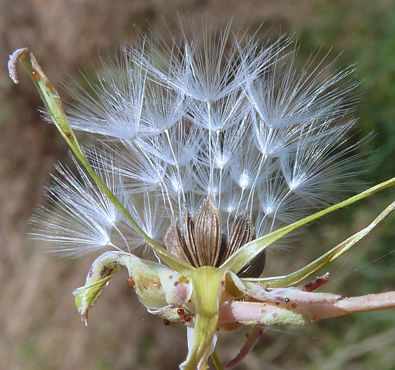 Lactuca takhtadzhianii