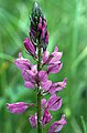 Causse du Larzac: Polygala