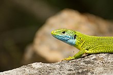 Lacerta viridis.