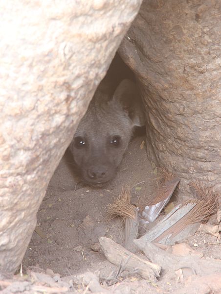 File:Laika ac Baby Hyena (9841304553).jpg