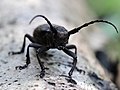 * Nomination Weaver beetle on broken tree trunk --AfroBrazilian 18:58, 4 October 2017 (UTC) * Promotion Good quality. --Cvmontuy 04:44, 9 October 2017 (UTC)