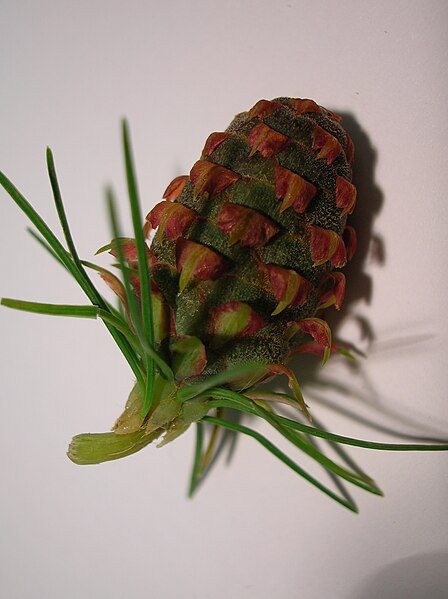 File:Larix decidua developing cone.JPG