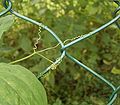 Tendrils of Lathyrus odoratus (Sweet pea)