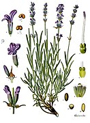 Lavandula angustifolia - Köhler–s Medizinal-Pflanzen-087.jpg