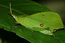 Leaf Grasshopper (Systella sp.) (22407579468).jpg