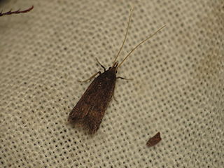 <i>Lecithocera terrigena</i> Species of moth in the genus Lecithocera