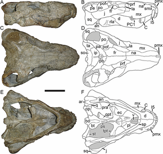 <i>Leontosaurus</i> Extinct genus of non-mammalian synapsids from South Africa