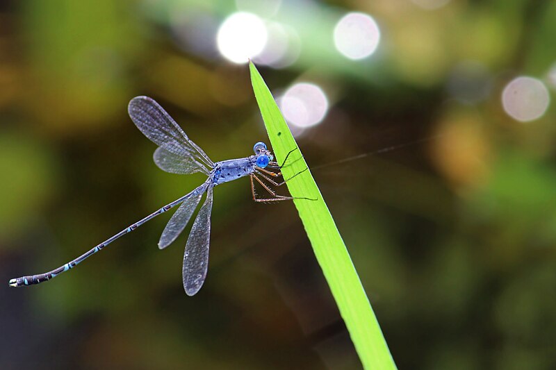 File:Lestes praemorsus male.jpg