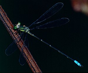 Lestidae (Orolestes wallacei) male (14242862012).jpg