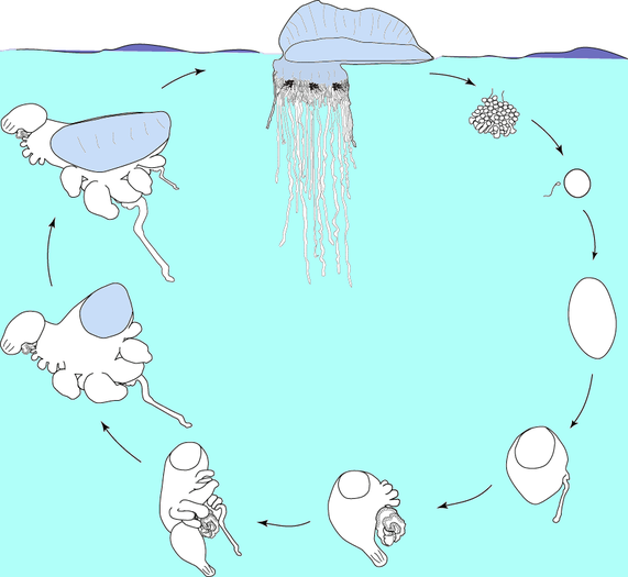 Lifecycle of the Portuguese man o' war [9] The mature Physalia physalis is pictured floating on the ocean surface, while early development is thought to occur at an unknown depth below the ocean surface. The gonodendra are thought to be released from the colony when mature. The egg and planula larva stage have not been observed.