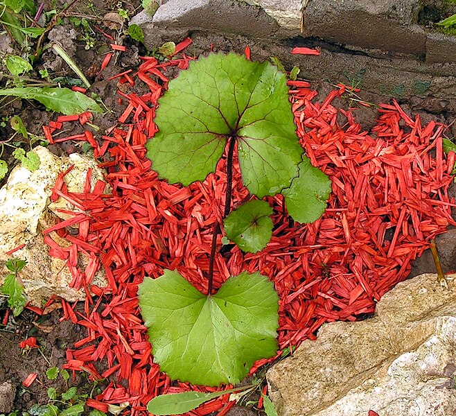 File:Ligularia dentata Desdemona20090702 114.jpg