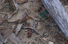Lined Rainbow-skink (Carlia jarnoldae) female (9837365925).jpg