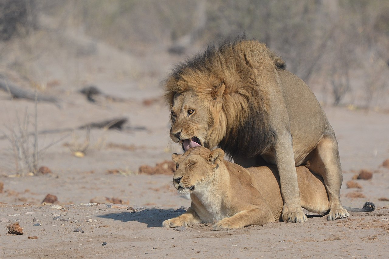 File Lions Amoureux Jpg Wikimedia Commons