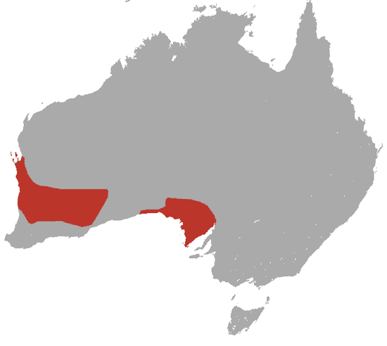 Ареалы австралии. Ареал обитания сумчатых. Сумчатый волк ареал обитания. Ареал обитания мышей.