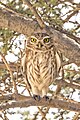 * Nomeação Little owl (Athene noctua glaux) --Charlesjsharp 10:32, 4 June 2024 (UTC) * Promoção Good quality. --Peulle 11:34, 4 June 2024 (UTC)