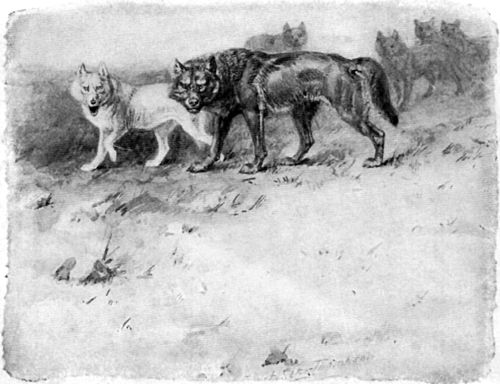 Illustration of the wolf Lobo and his mate Blanca, by Ernest Thompson Seton