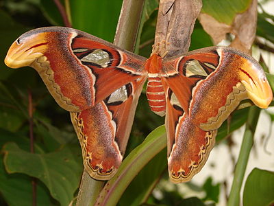 Female Attacus atlas moth taken in UK