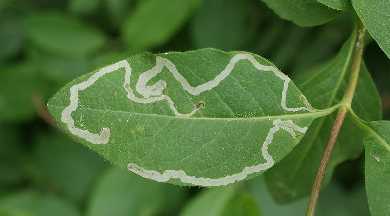 File:Lonicera leaf miner kz.jpg