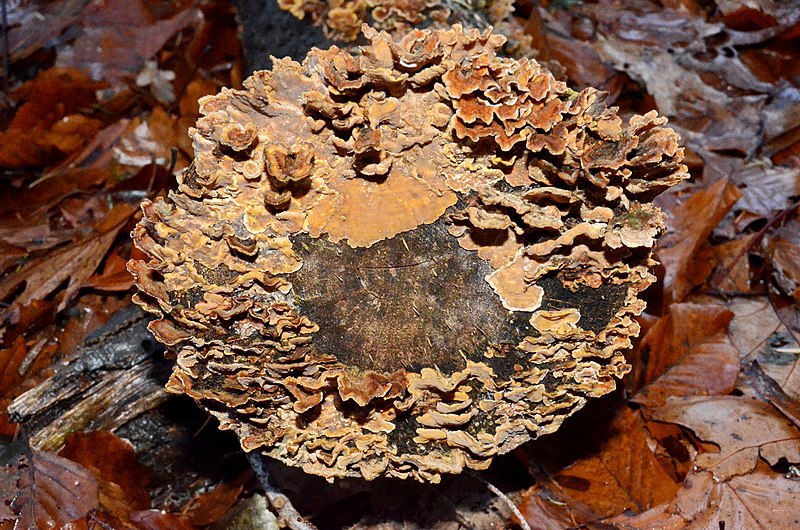 File:Lots of Stereum sanguinolentum (dennenbloedzwam) at this end of a dead treebranch - panoramio.jpg