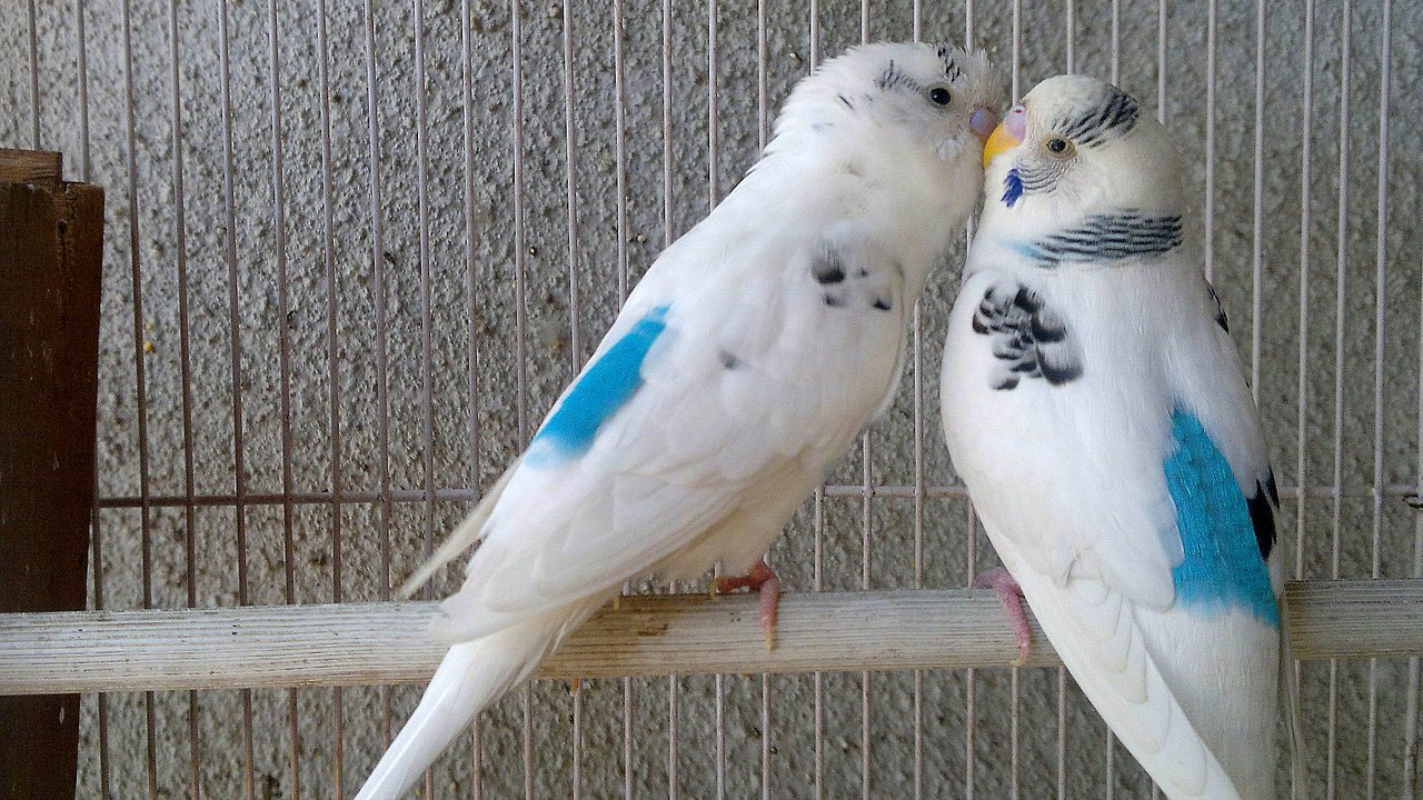 File:Love birds - panoramio.jpg - Wikimedia Commons
