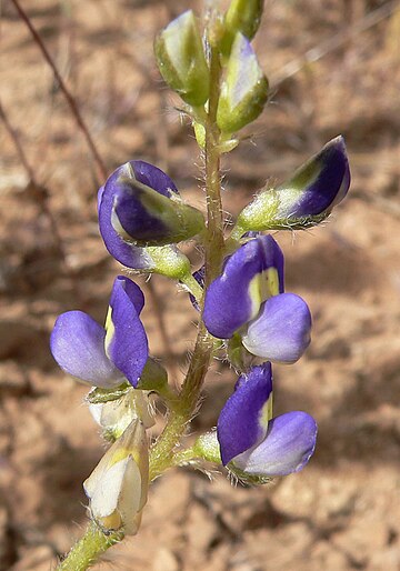 Lupinus flavoculatus