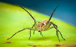 Oxyopes quadrifasciatus