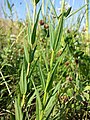 Stem with leaves