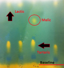 A paper chromatography sheet showing that one wine still has some level of malic present while the other three wines have seemingly gone through malolactic fermentation MLF spotting sheet with acids noted.png