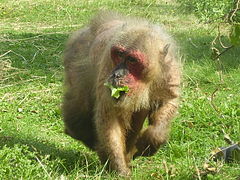 Macaque à face rouge.