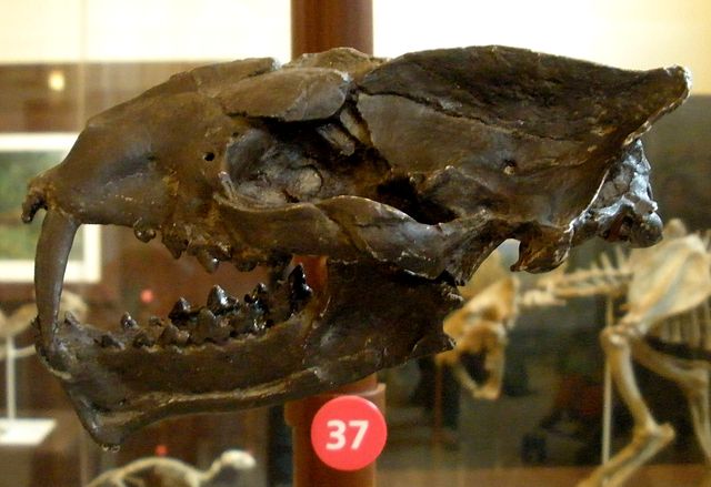 4th saber-tooth instance: Oxyaenidae (Creodonta) – Machaeroides skull